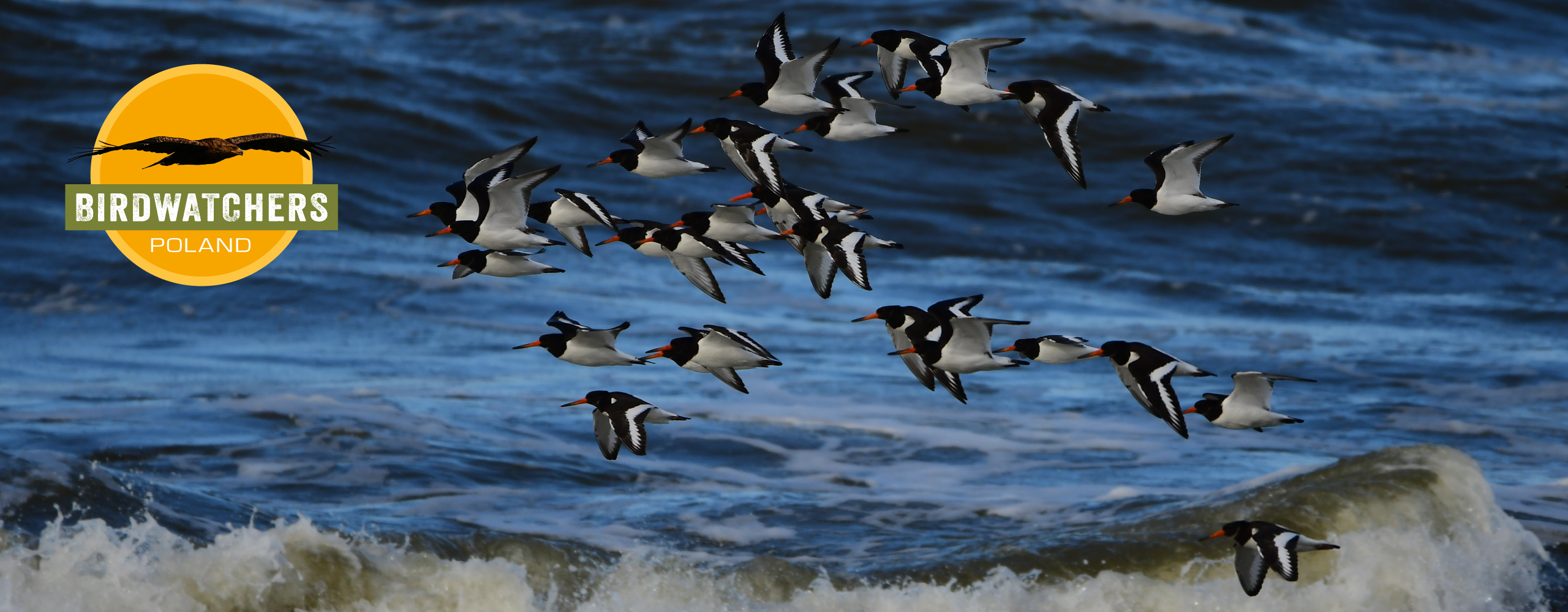 birdwatchers_header